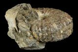 Cretaceous Ammonite (Jeletzkytes) Fossil - Wyoming #180846-2